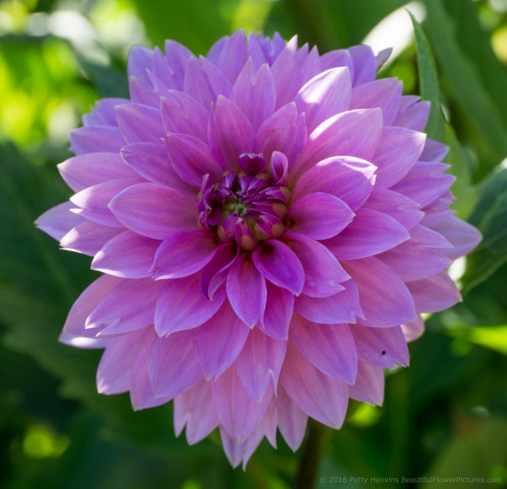 Pink Dahlia © 2016 Patty Hankins