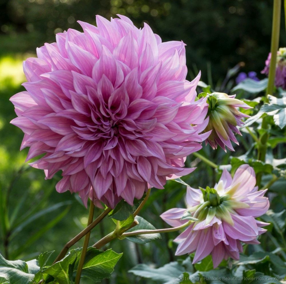 Pink Dahlia © 2016 Patty Hankins 