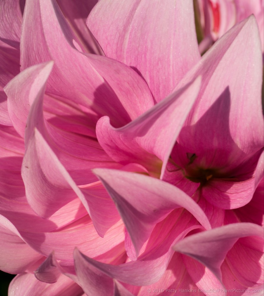 Petals of a Pink Dahlia © 2016 Patty Hankins