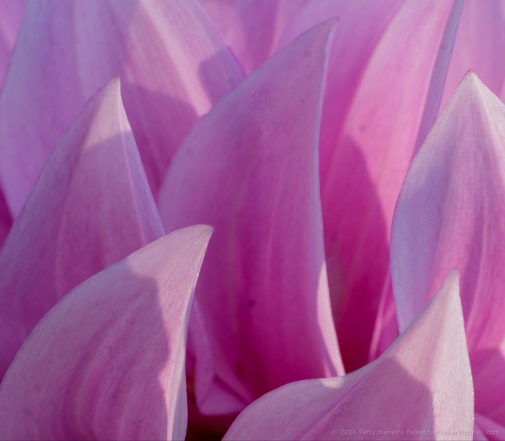 Petals of a Pink Dahlia © 2016 Patty Hankins