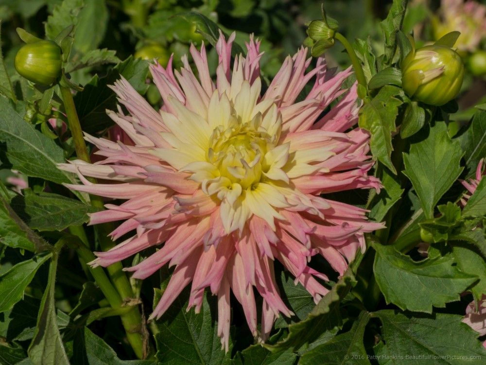 Pink & White Dahlia © 2016 Patty Hankins