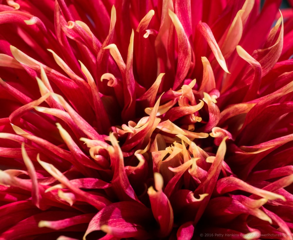 Show & Tell Dahlia © 2016 Patty Hankins