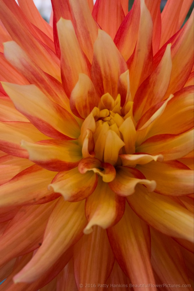 Sunrise Surprise Dahlia © 2016 Patty Hankins