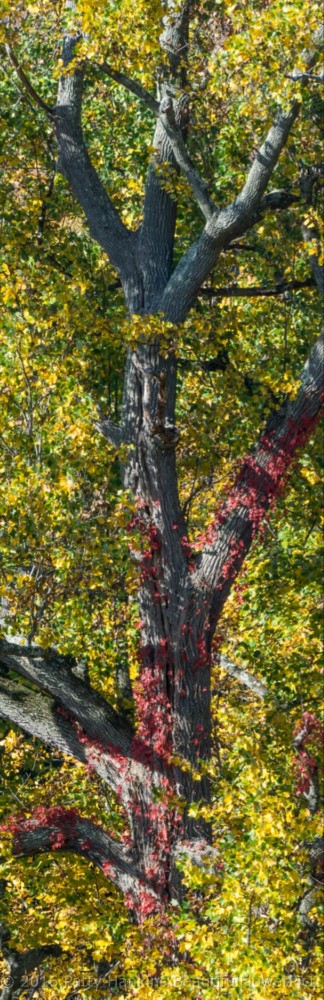 Fall Color at Franklin D Roosevelt National Historic Site © 2016 Patty Hankins