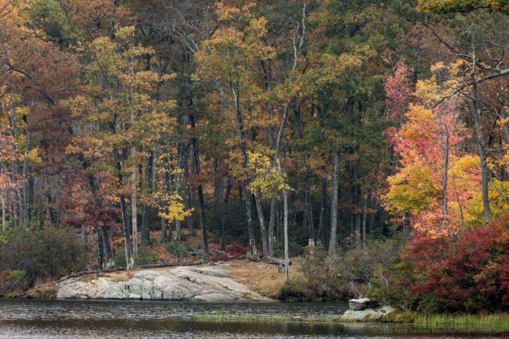 Fall Color at Harriman State Park © 2016 Patty Hankins