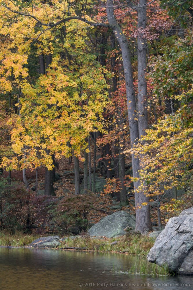 Fall Color at Harriman State Park © 2016 Patty Hankins