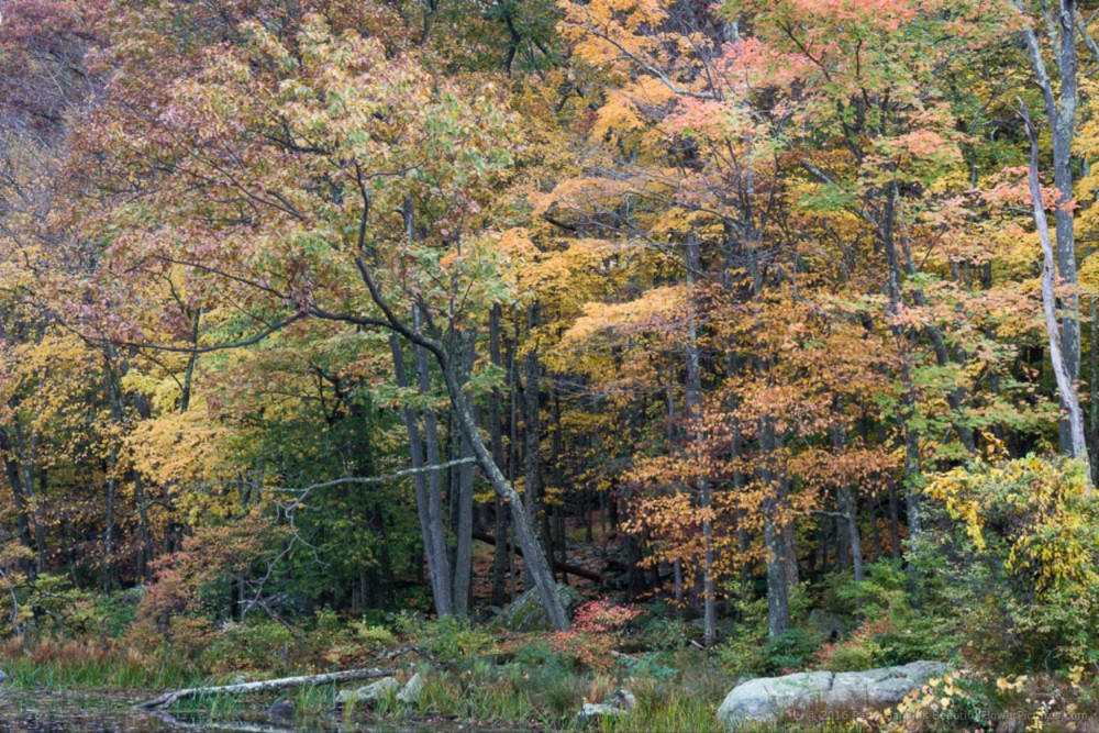 Fall Color at Harriman State Park © 2016 Patty Hankins