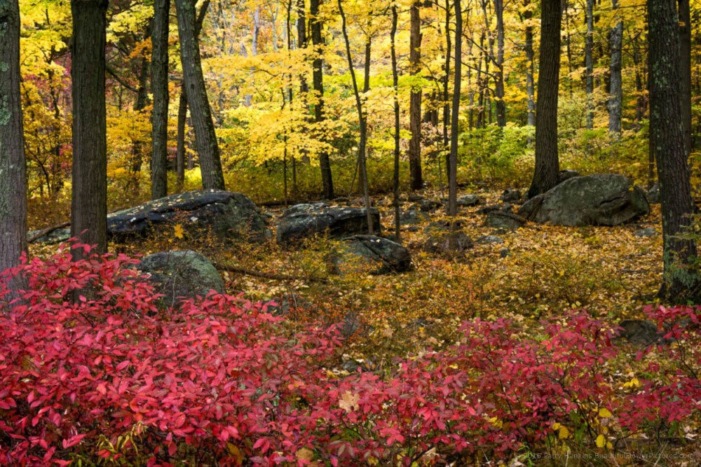 Fall Color at Harriman State Park © 2016 Patty Hankins