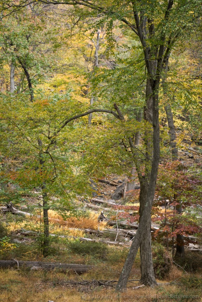 Fall Color at Hudson Highlands State Park © 2016 Patty Hankins