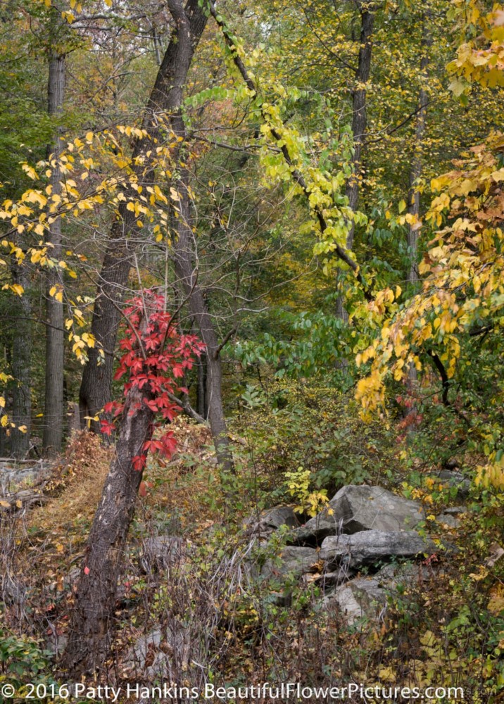 Fall Color at Hudson Highlands State Park © 2016 Patty Hankins