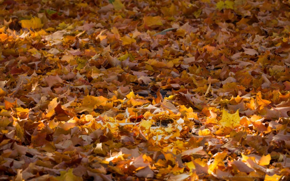 Fall Color at Olana State Historic Site © 2016 Patty Hankins