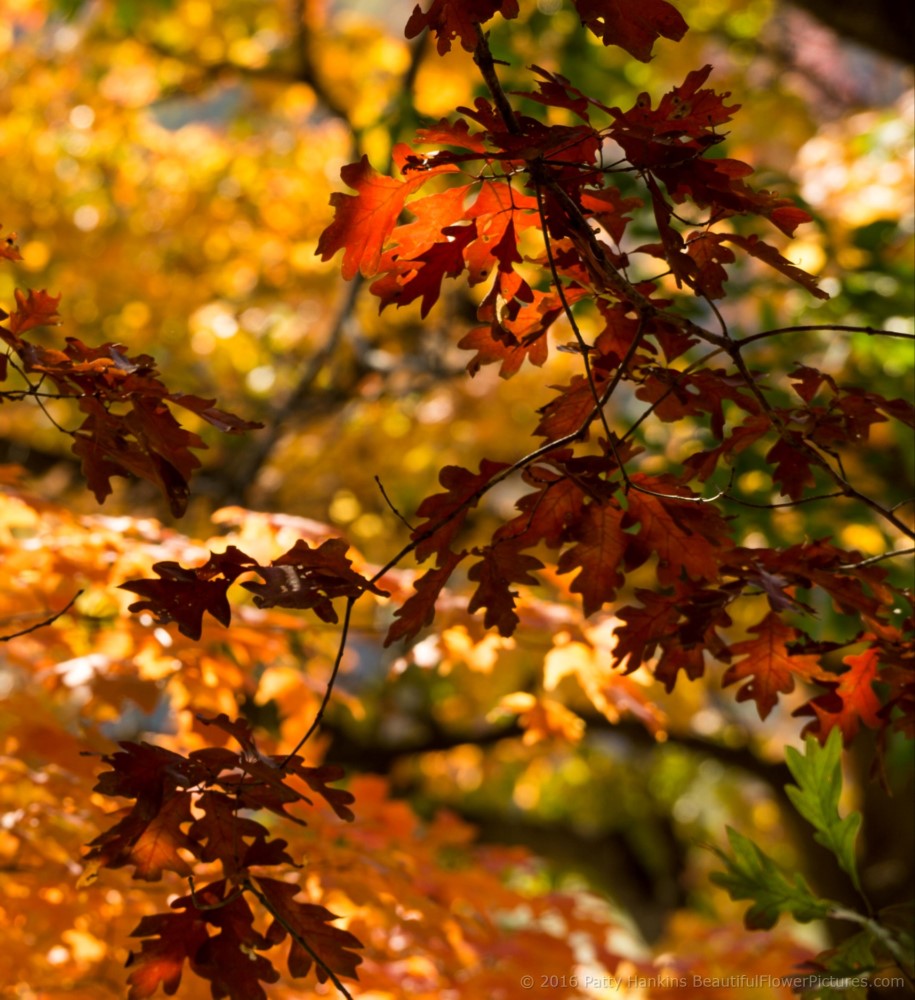 Fall Color at Olana State Historic Site © 2016 Patty Hankins