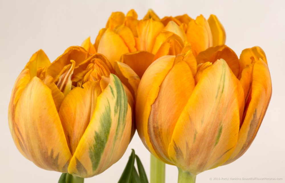 Orange Tulips © 2016 Patty Hankins