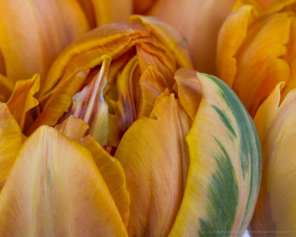 Orange Tulips © 2016 Patty Hankins