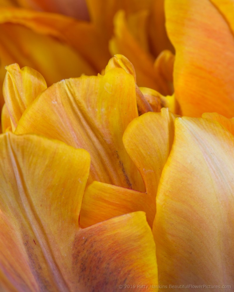 Orange Tulips © 2016 Patty Hankins