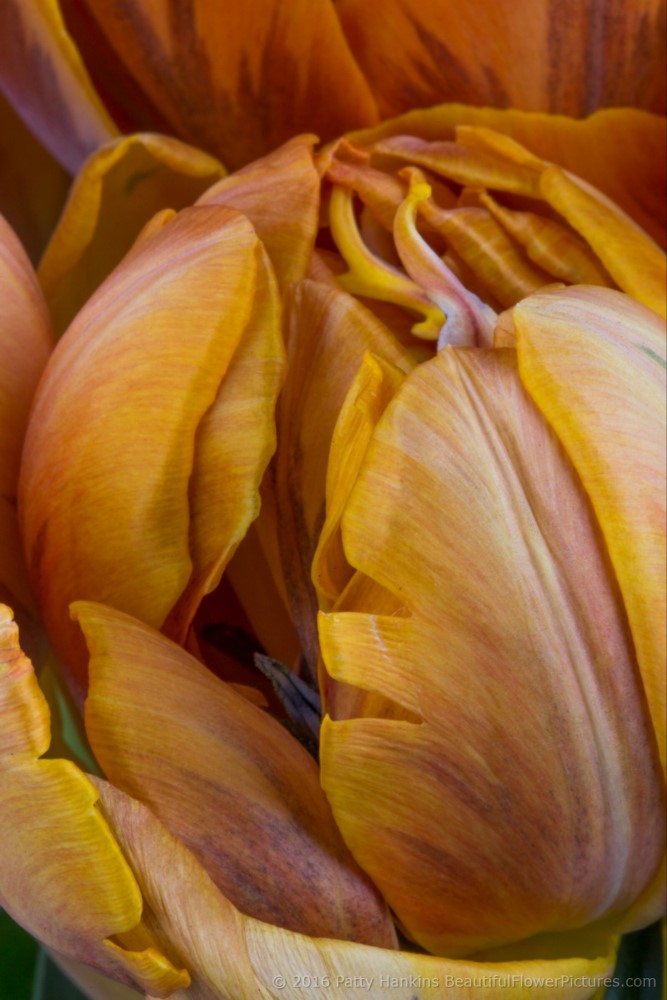 Orange Tulips © 2016 Patty Hankins