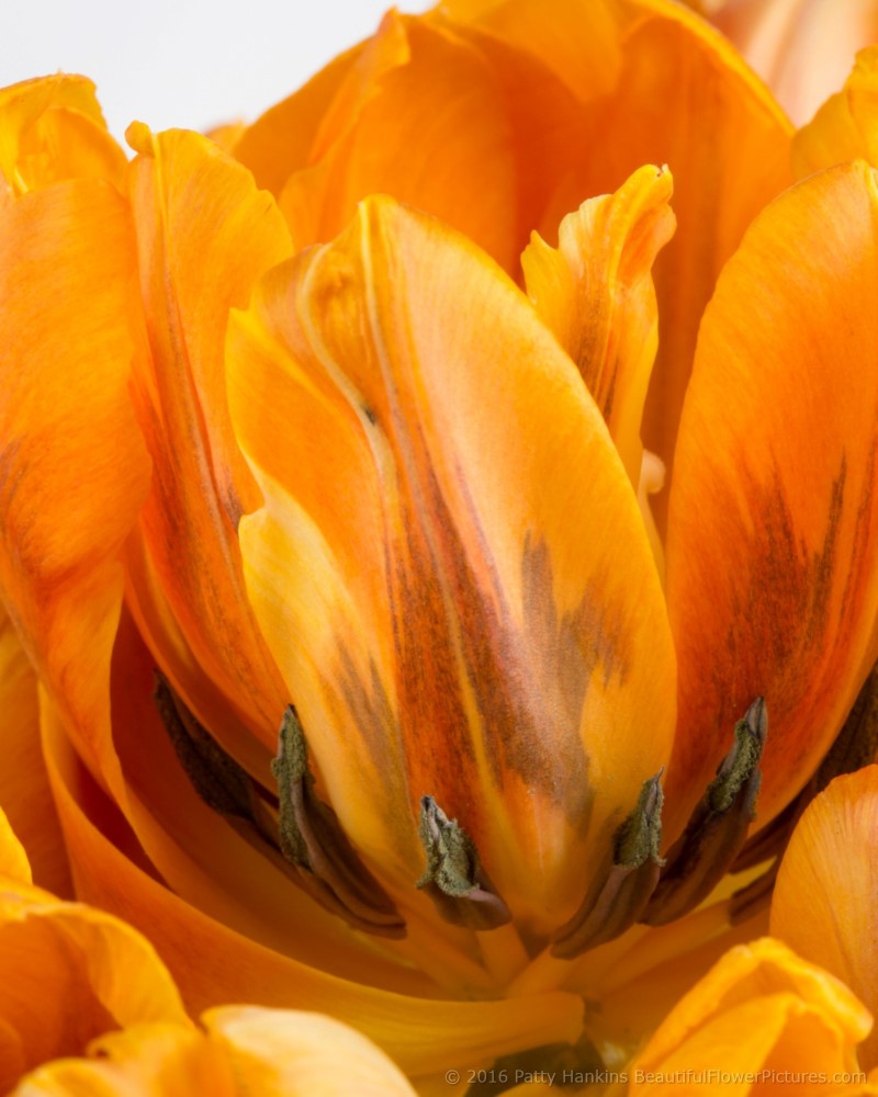 Orange Tulips © 2016 Patty Hankins