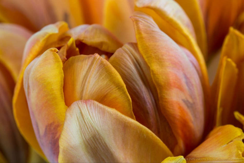 Orange Tulips © 2016 Patty Hankins