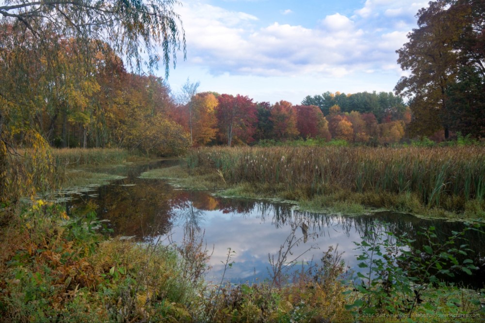 Pond at Eleanor Roosevelt National Historic Site © 2016 Patty Hankins