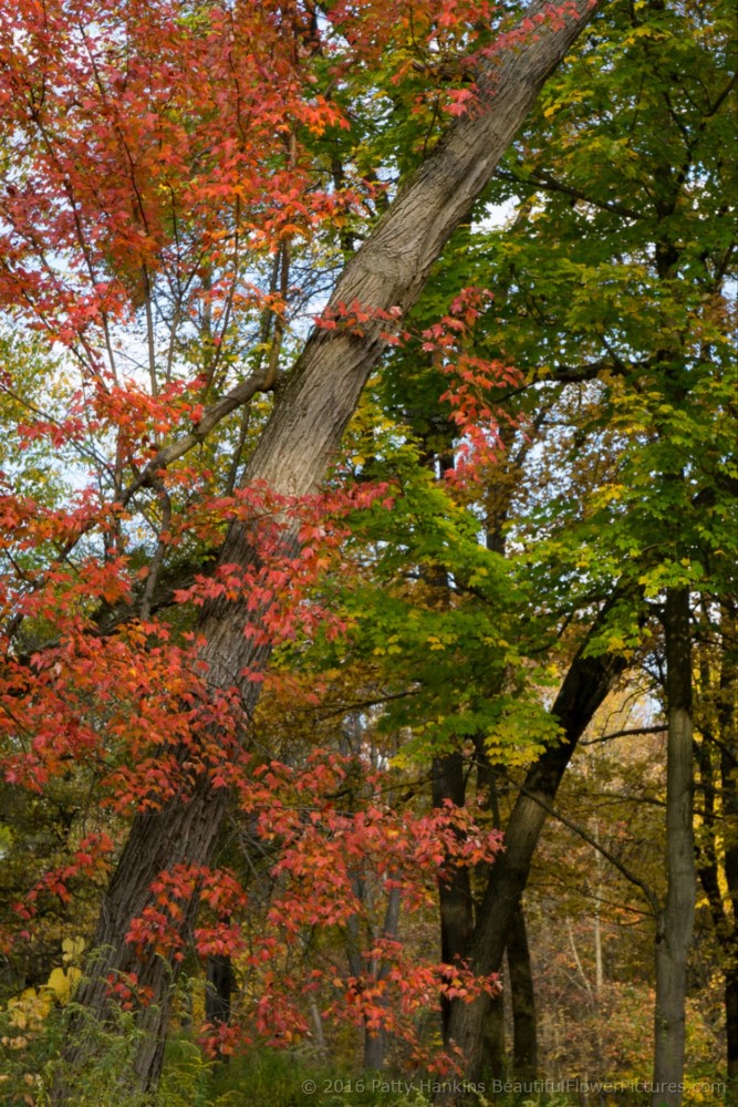 Trees at Eleanor Roosevelt National Historic Site © 2016 Patty Hankins