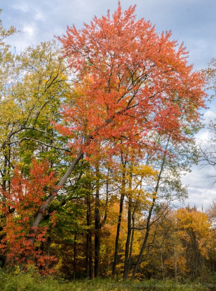 Trees at Eleanor Roosevelt National Historic Site © 2016 Patty Hankins