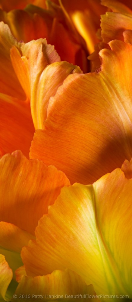 Orange & Yellow Tulip Petals I © 2016 Patty Hankins