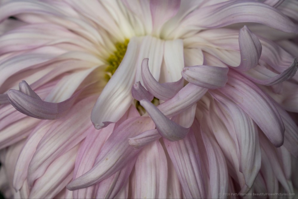 Bill Holden Chrysanthemum © 2016 Patty Hankins