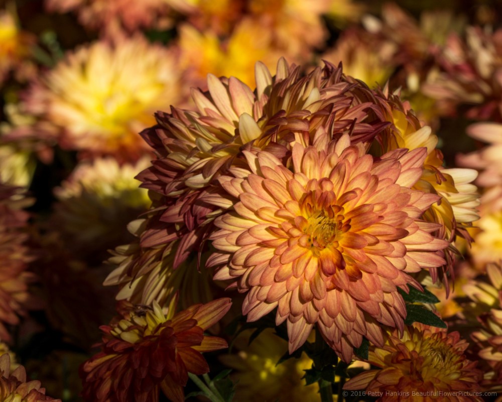 Domingo Chrysanthemums © 2016 Patty Hankins