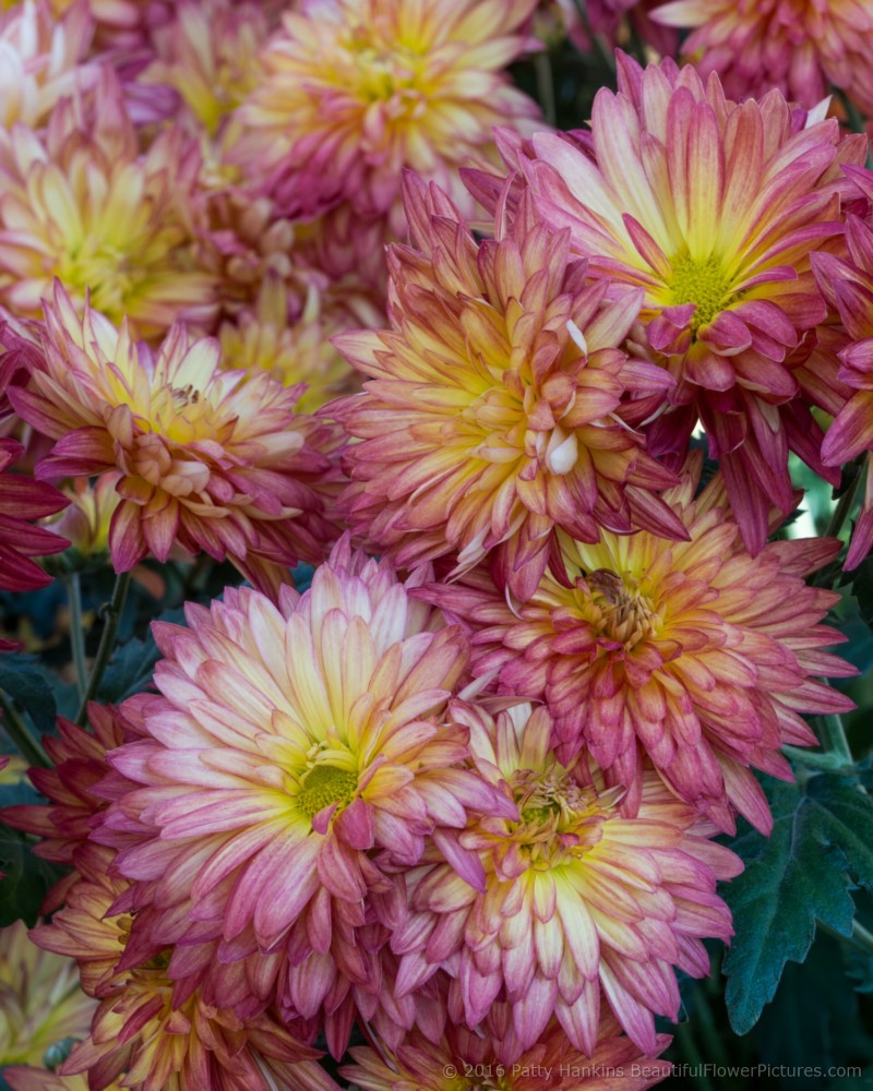 Domingo Chrysanthemums © 2016 Patty Hankins