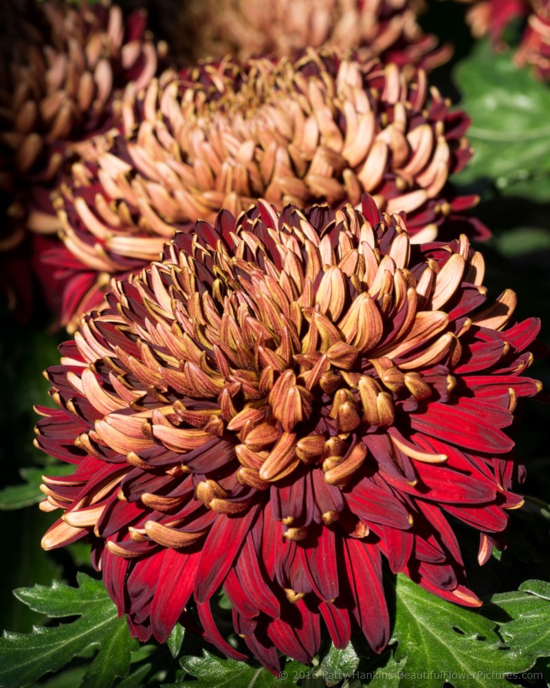 Garnet King Chrysanthemums © 2016 Patty Hankins