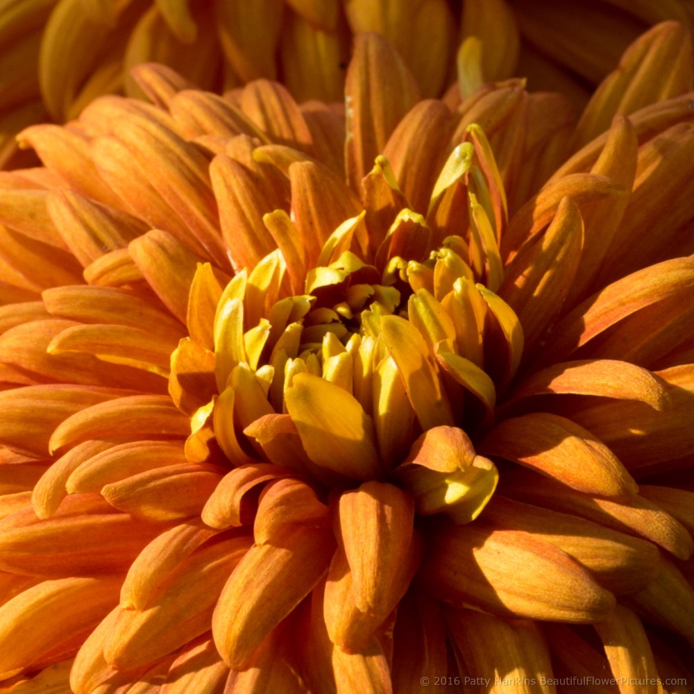 Indian Summer Chrysanthemum © 2016 Patty Hankins