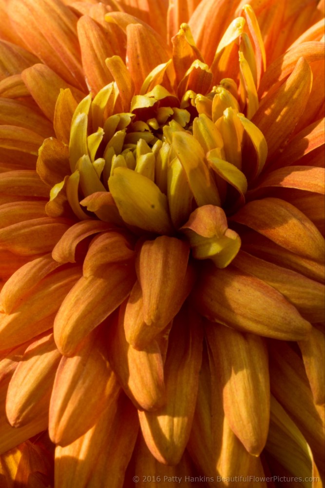 Indian Summer Chrysanthemum © 2016 Patty Hankins