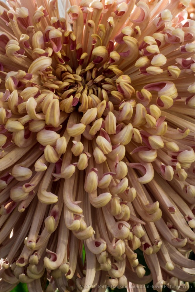 Mocha Quill Chrysanthemum © 2016 Patty Hankins