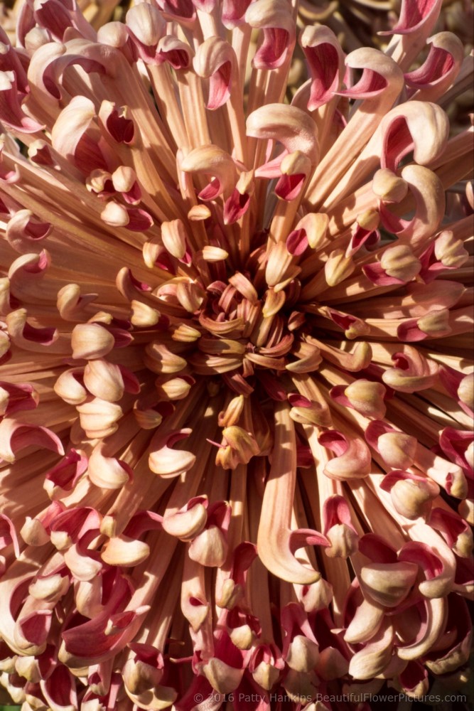 Mocha Quill Chrysanthemum © 2016 Patty Hankins