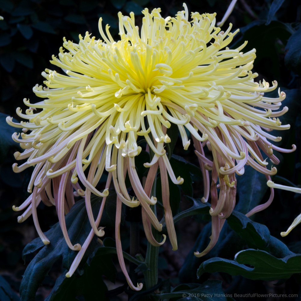 Zaryah Spider Chrysanthemum © 2016 Patty Hankins