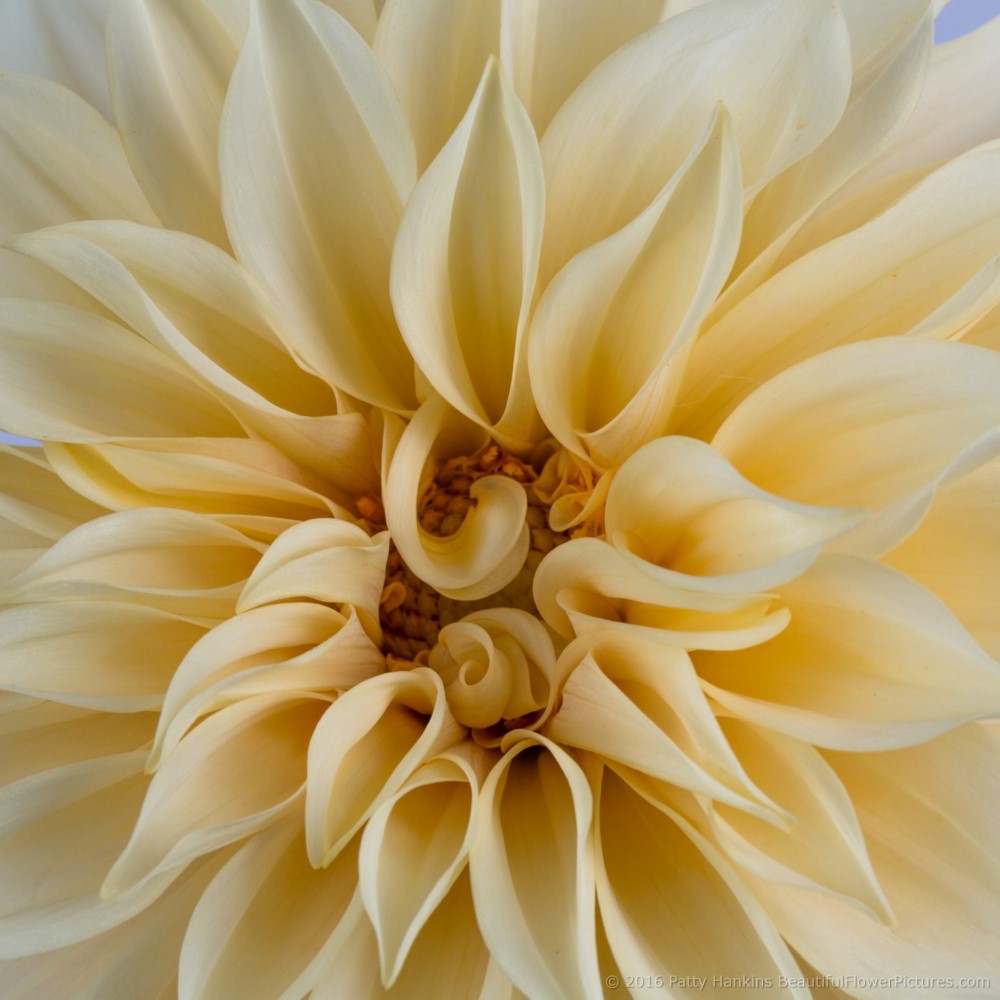 Champagne Dahlia © 2016 Patty Hankins