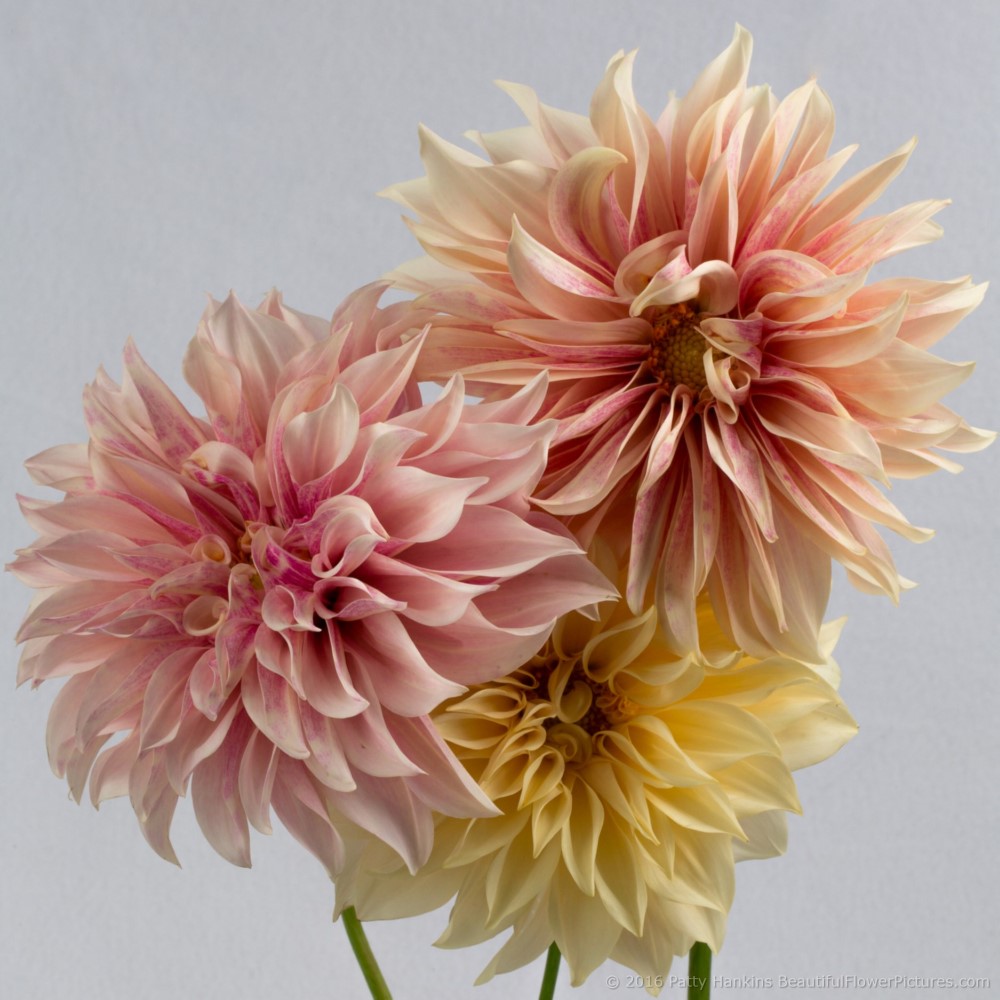 Champagne Dahlias © 2016 Patty Hankins