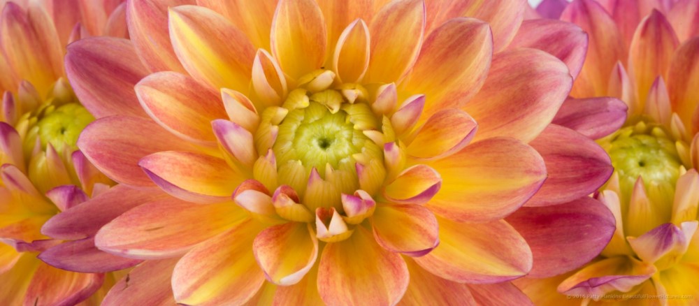 Pink & Yellow Dahlias © 2016 Patty Hankins