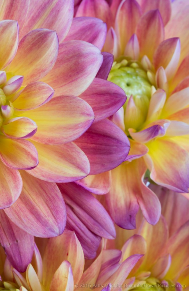 Pink & Yellow Dahlias © 2016 Patty Hankins