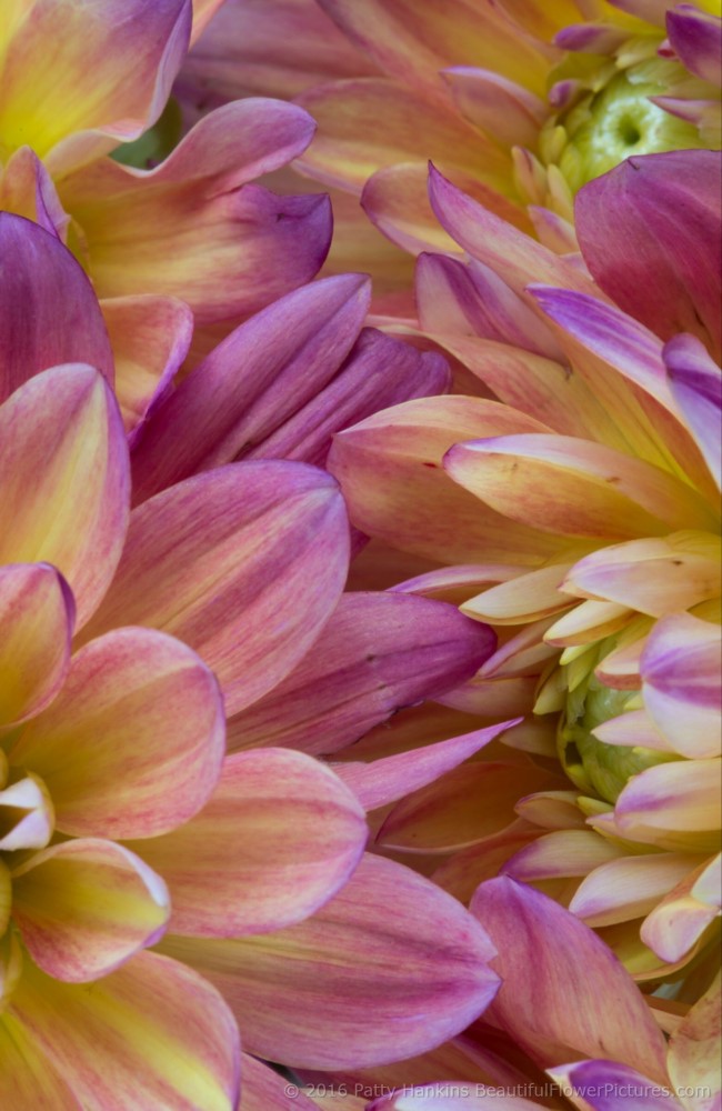 Pink & Yellow Dahlias © 2016 Patty Hankins