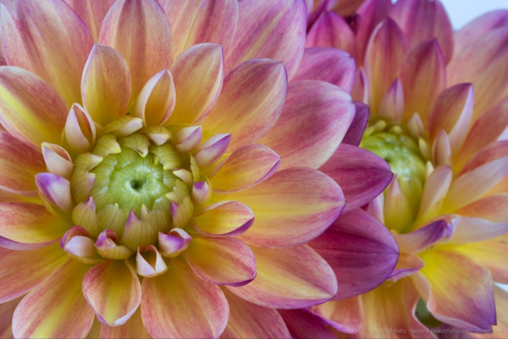 Pink & Yellow Dahlias © 2016 Patty Hankins