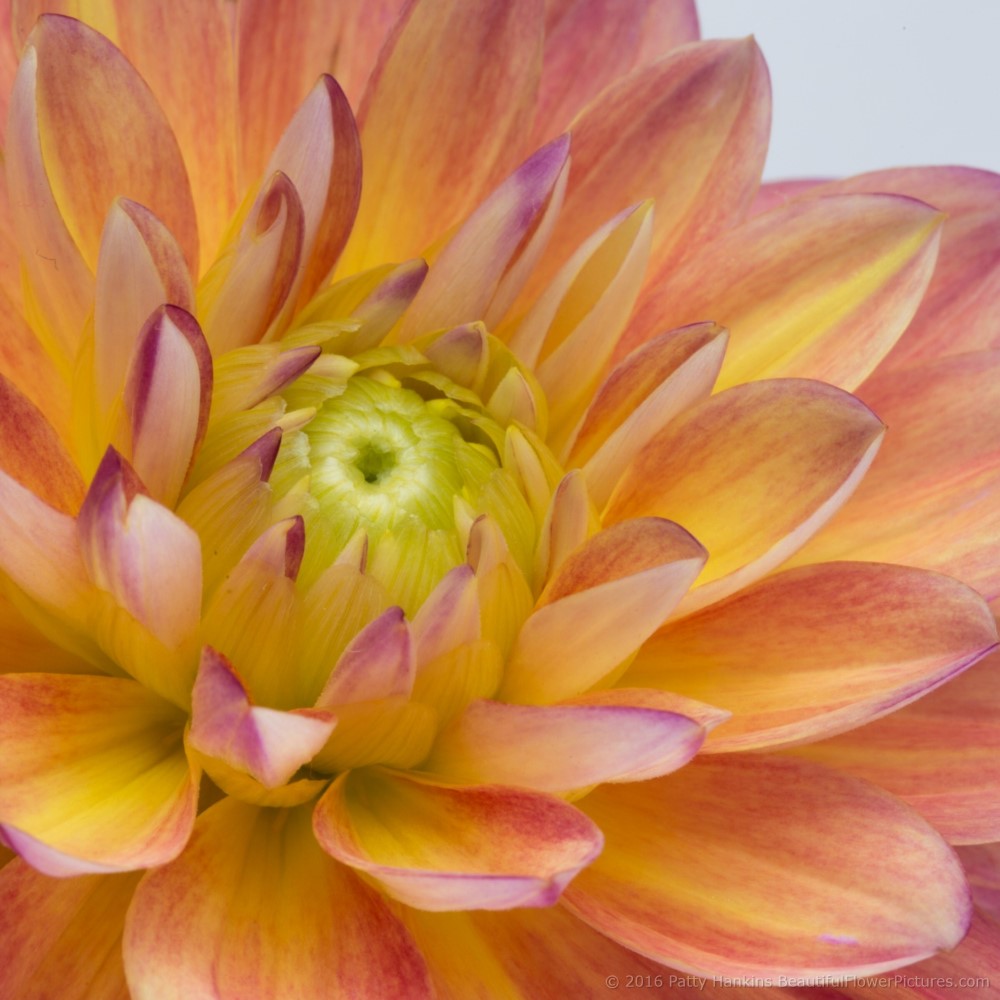 Pink & Yellow Dahlias © 2016 Patty Hankins