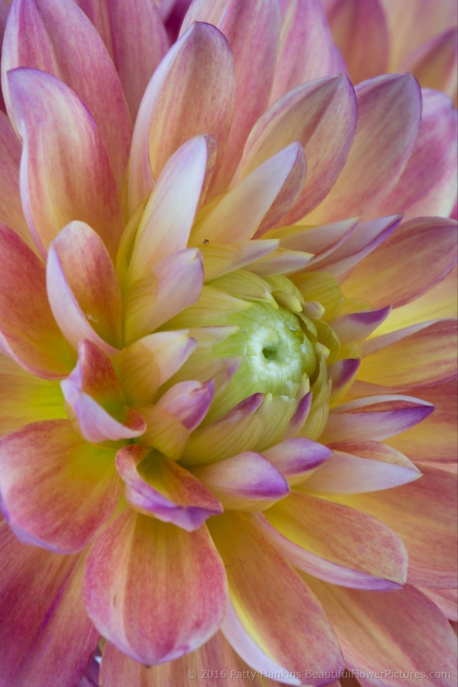 Pink & Yellow Dahlias © 2016 Patty Hankins