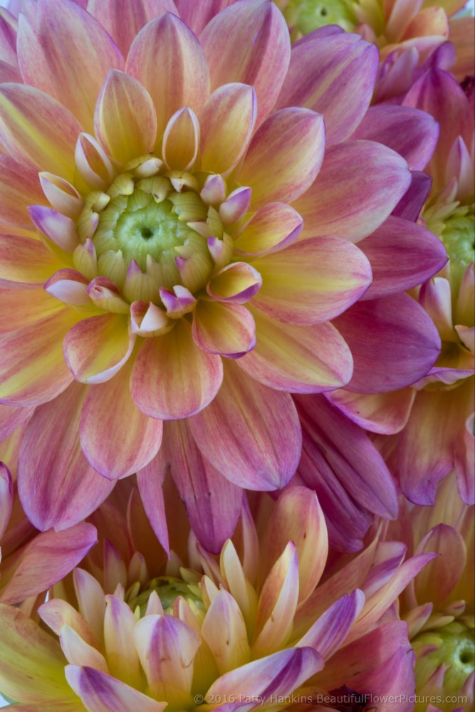 Pink & Yellow Dahlias © 2016 Patty Hankins