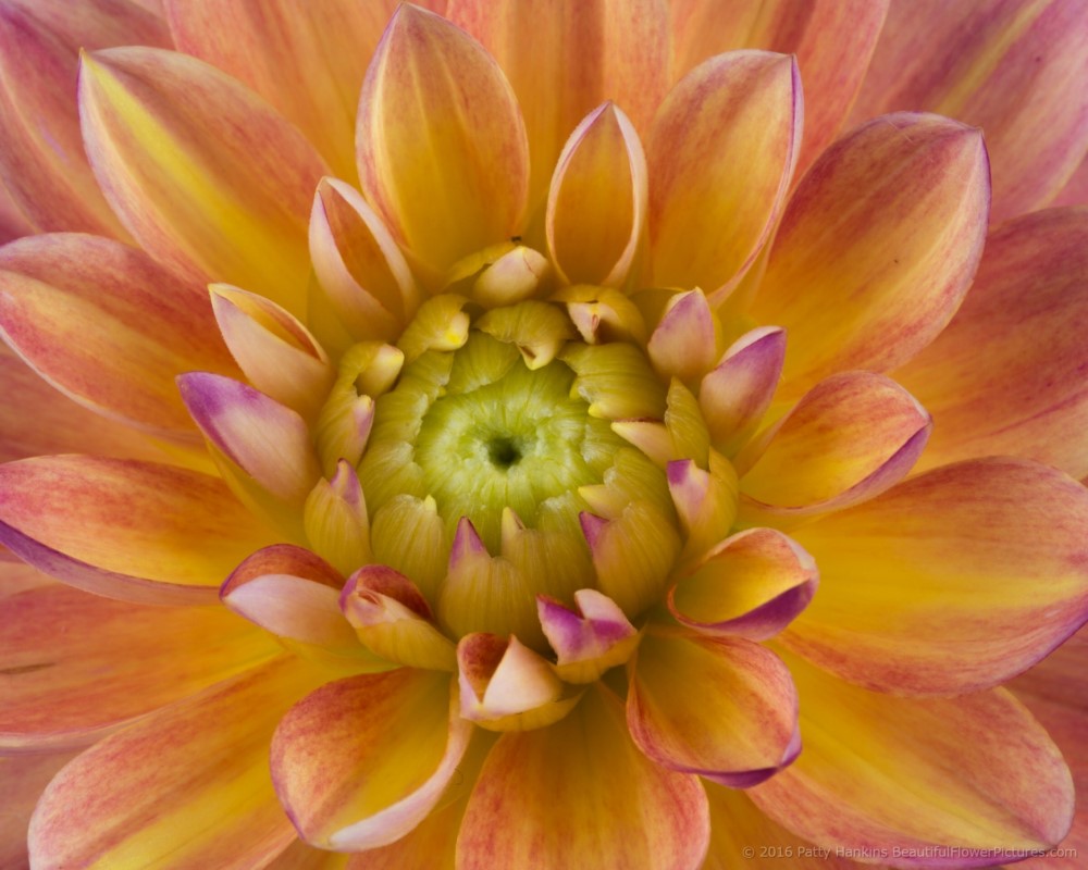 Pink & Yellow Dahlias © 2016 Patty Hankins