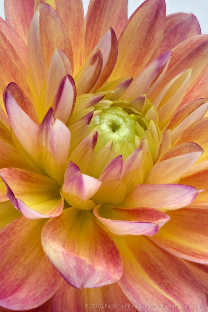 Pink & Yellow Dahlias © 2016 Patty Hankins