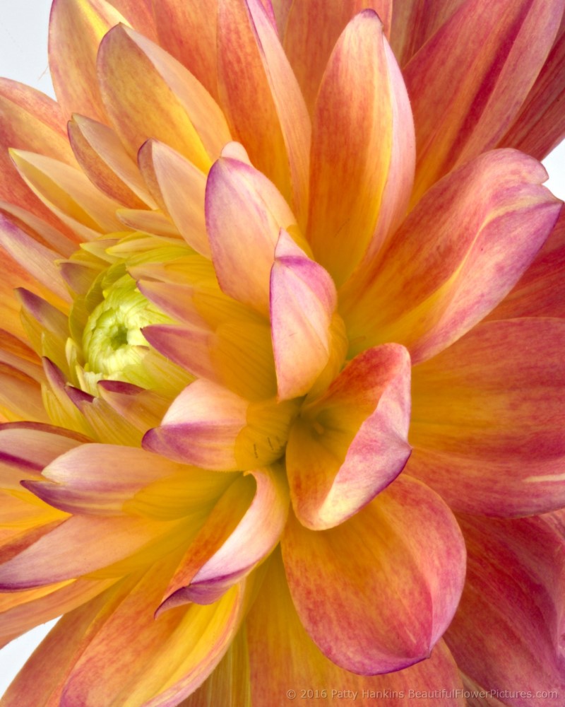 Pink & Yellow Dahlias © 2016 Patty Hankins