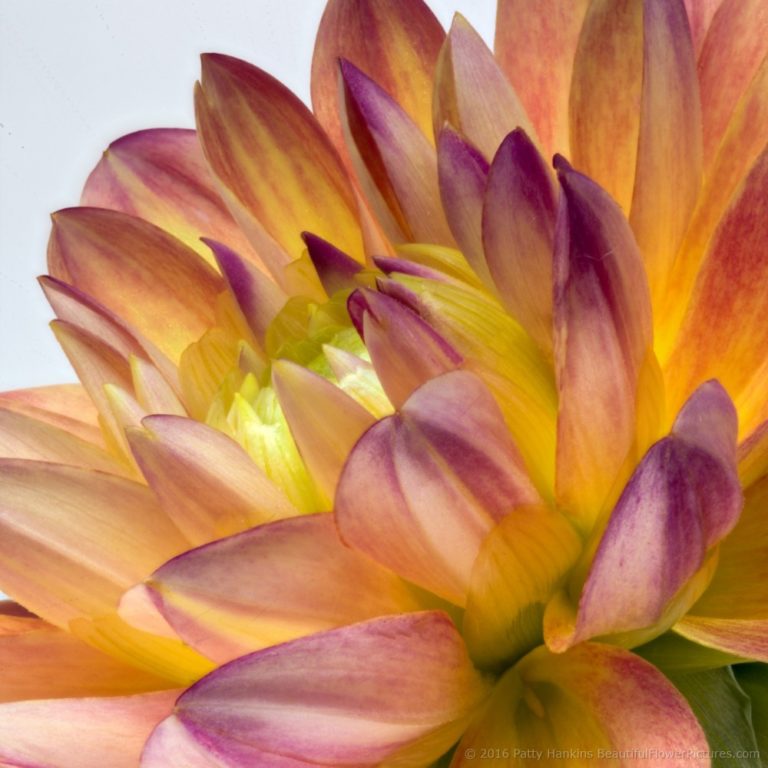 In the Studio: Pink & Yellow Dahlias :: Beautiful Flower Pictures Blog