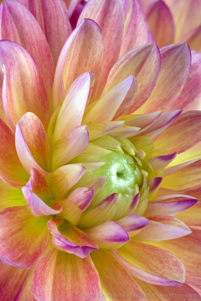 Pink & Yellow Dahlias © 2016 Patty Hankins