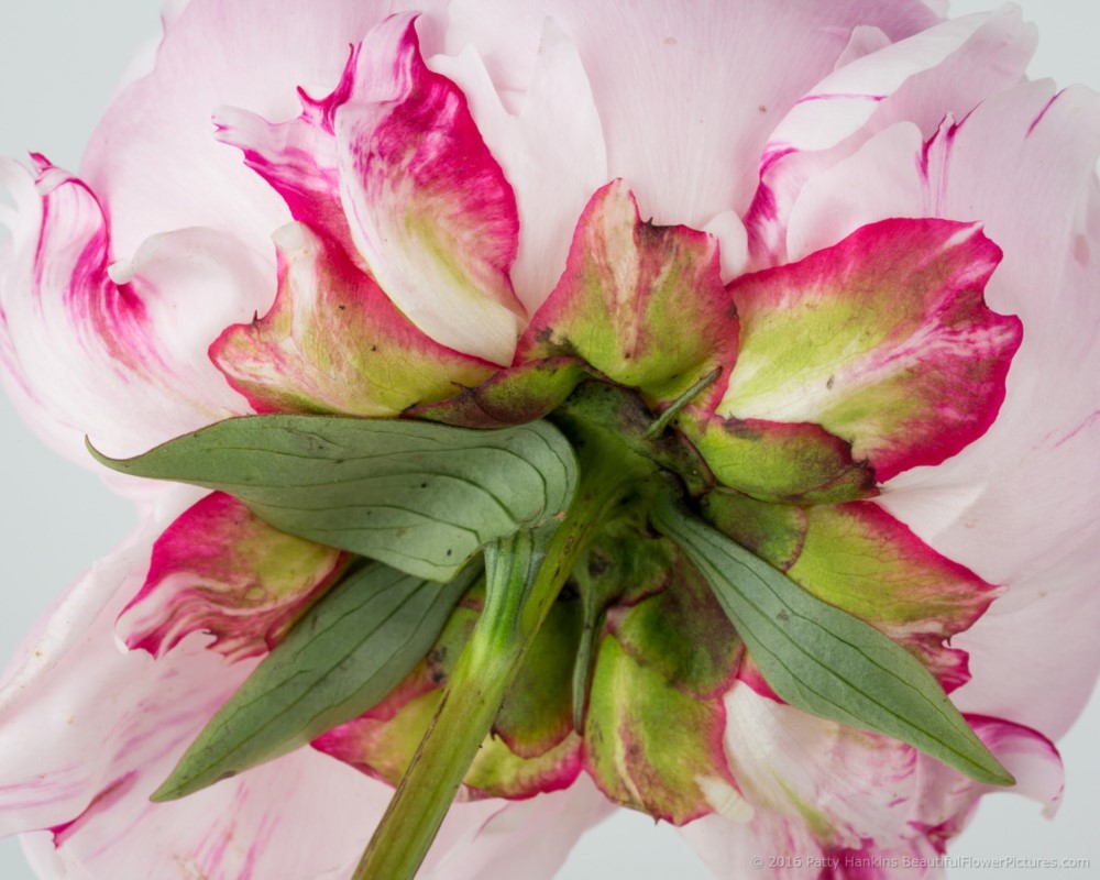 Peony © 2016 Patty Hankins